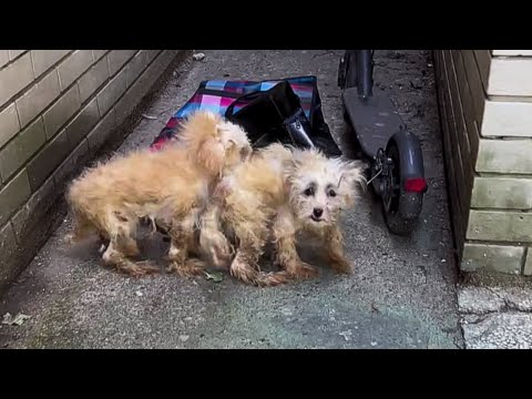 Please don’t hurt us… two abandoned sisters clung to each other in fear, begging for mercy