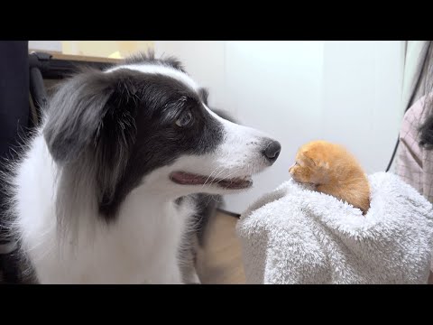 My Dog Reacts to the Kitten Rescued from Brink of Death