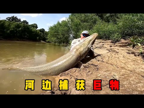 钓鱼佬在亚马逊钓鱼，成功捕获百斤巨物，巨型鲶鱼活吞了巨鼠，差点把自己噎死#documentary  #纪录片 #动物