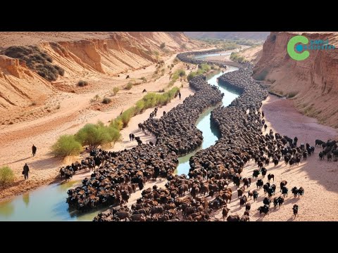 Crazy Experiment: RELEASE THOUSANDS OF BISON INTO THE DESERT After 10 Years - Shocking Results