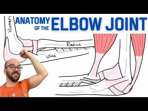 Anatomy of the Elbow Joint