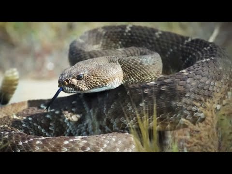 Exploring The World’s Deadliest Animal Weapons