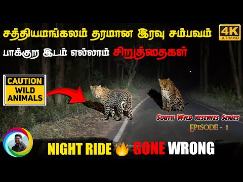 ⚠️🔥3 Heart stopping LEOPARD SIGHTINGS! 🐆புலி பார்த்த ராத்திரி 😱 Sathyamangalam Dhimbam Hasanur Night
