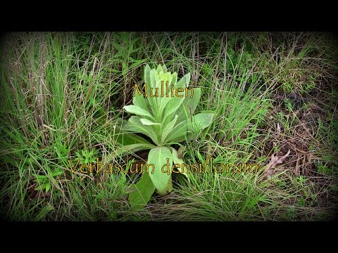 Materia Medica Mullien 5