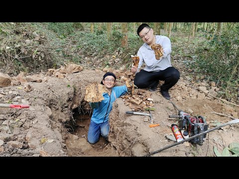 老坑的山药10几年没人敢挖，3小伙花4小时挖开，这收获赚大了！
