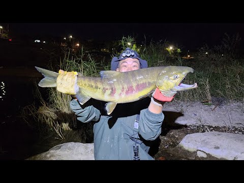 I really thought I wouldn't be able to catch it..!! I'm going to catch and eat wild salmon from o...