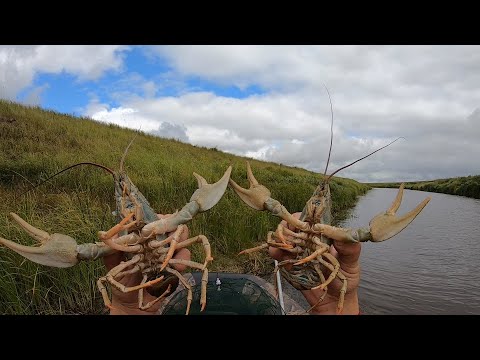 I'M SHOCKED!!! I'VE NEVER CATCHED OR SEEN THINGS LIKE THIS!!! THESE ARE GIANTS... CHECKING THE CR...