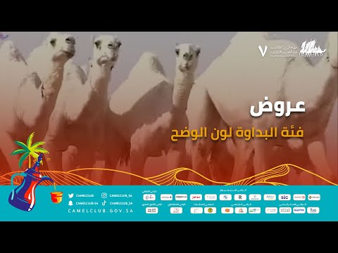 🎥 | عروض فئة البداوة - لون الوضح ضمن منافسات #مهرجان_الملك_عبدالعزيز_للإبل7 #همة_طويق