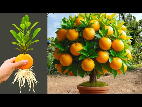 Great Technique For Grafting Oranges Trees Faster With Aloe Vera and Coca Cola