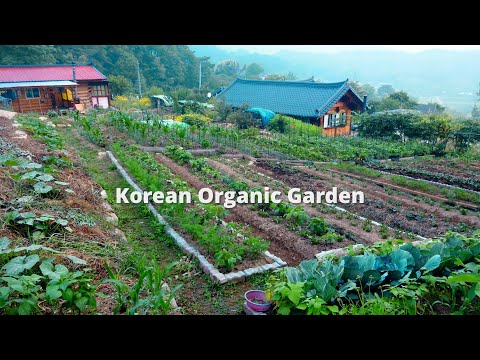 A year of farming diary of an organic vegetable garden in a Korean countryside house~!!