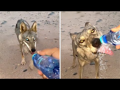 50 animaux filmés qui ont demandé de l'aide et de la gentillesse à des gens!