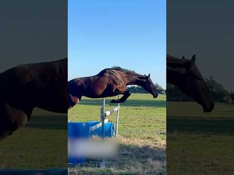 Why do all animals jump to about the same height?