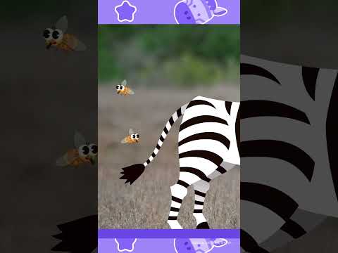 I am a Zebra 🦓 | Cool Black and White Stripes | #JunyTony #shorts