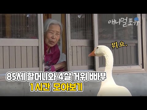 이젠 반항하기 시작했다?! 할머니 말에 한마디도 안 지고 말대꾸하는 미운 네 살 거위 빠부 모아보기 | 마지막화까지 풀버전! | KBS 단짝 2015 방송