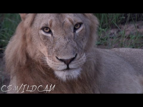 Birmingham Breakaway Boys Splits Up Again! Three of them found Almost in Kruger Park | Ep150