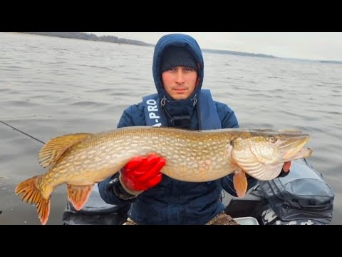 ВЫБРАЛИСЬ ЗА ЩУКОЙ, РАЗЛОВИЛИ "ПЕРСПЕКТИВУ". УГЛИЧСКОЕ ВОДОХРАНИЛИЩЕ.