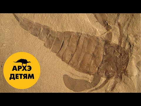 Возникновение членистоногих | Вадим Марьинский (выпуск 31)