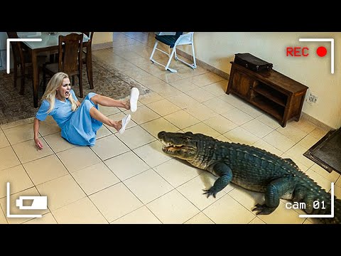 Wild Animals Invading People’s Homes