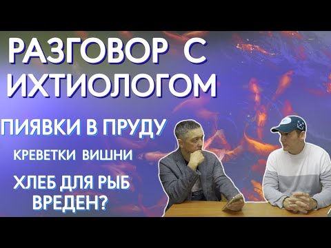 Разговор с ихтиологом. Пиявки в пруду. Креветки вишни. Хлеб для рыб вреден.