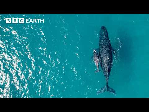 Incredible Tech-Based Approaches That Help Protect Wildlife | Save Our Species | BBC Earth Science