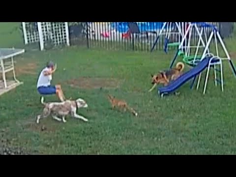 Homeowner Scares Away Rabid Fox Trying to Attack Her Dogs
