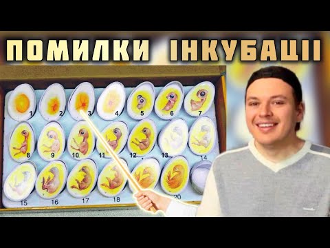 Помилки інкубації‼️Накипіло‼️чому завмерли курчата⁉️Температура на яйці‼️Відповідаю та розповідаю