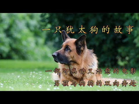 男孩与狗狗的双向奔赴，忠犬护主，即感动又治愈