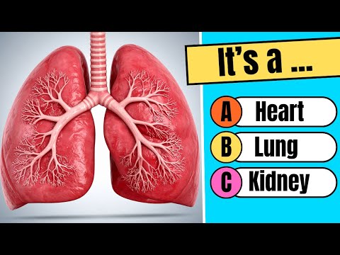Human Body Quiz | General Knowledge Quiz | Fun Facts & Brain Challenge!