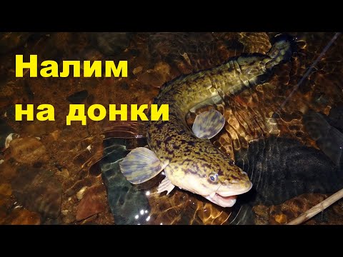 Налим на донки