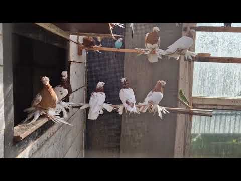 Узбекские голуби Андрея П. 01.10.2023