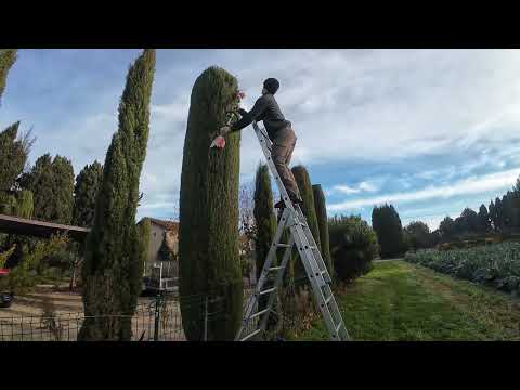 Taille de Cyprès en Provence