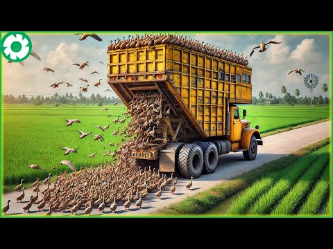Transporting Thousands of Ducks This Way - Free Range Duck Farm | Agriculture Technology
