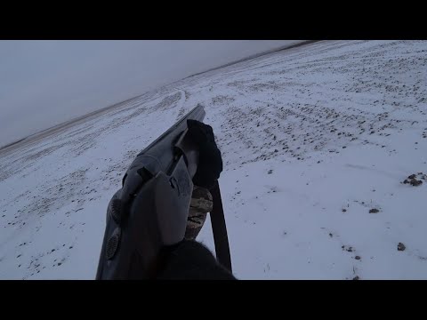 Hare Hunt 2025-2026 Fresh Track.