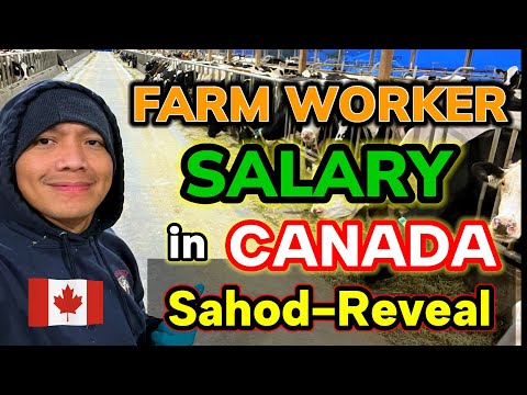 FARM WORKER SALARY in CANADA #pinoycanada #filipinocanada #buhaycanada  #canadalife