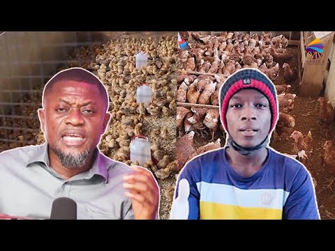 Abrokyire Lesson; Farming Is Better Than Hustling Abroad – My 1,400 Birds Produce 43 Crates Daily