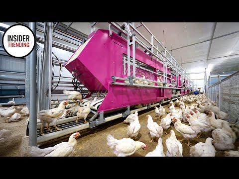 Farmers Couldn't Believe This Machine, Until They Saw How It Worked - Farming Documentary