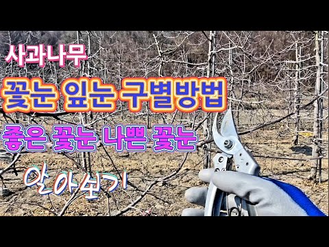 (제21화)사과나무 꽃눈잎눈 구별방법/좋은꽃눈 나쁜꽃눈 알아보기