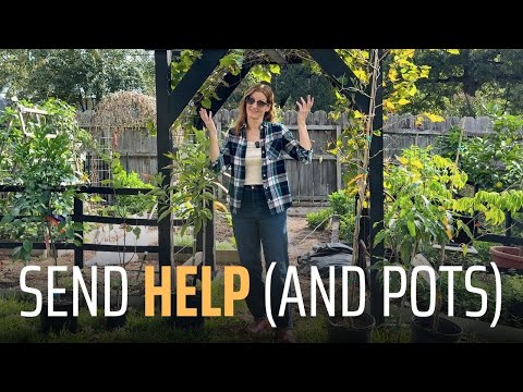 I’m Out of Space…But Still Planting MORE Fruit Trees (Fall Fruit Tree Haul!)