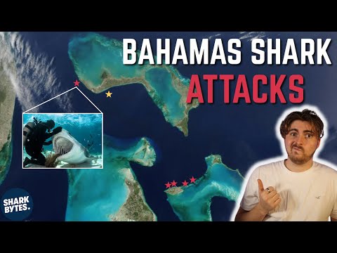 Bahamas Shark Attacks: Shark Scientist Opinion.