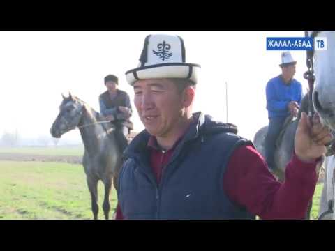 Таймаш: Саяпкерлердин кыйыны улакчы  Уларбек Карабаев