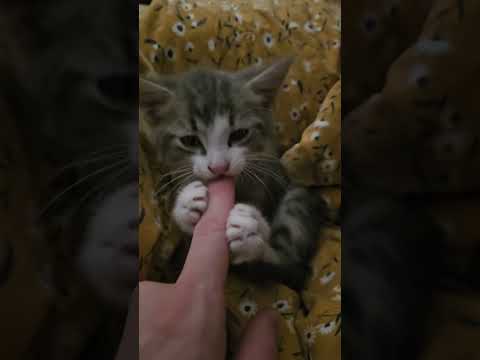 Life Update: A Cat Adopted Me!(?)