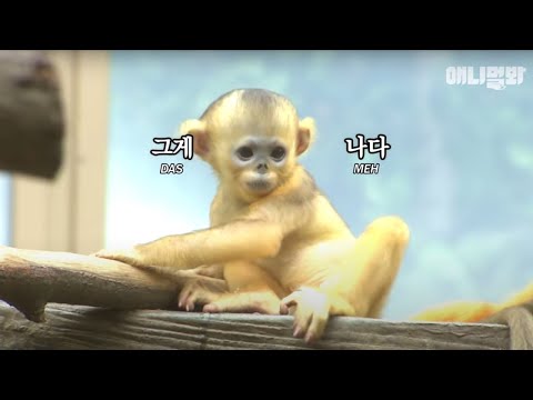 Daddy Golden Monkey's Way Of Parenting