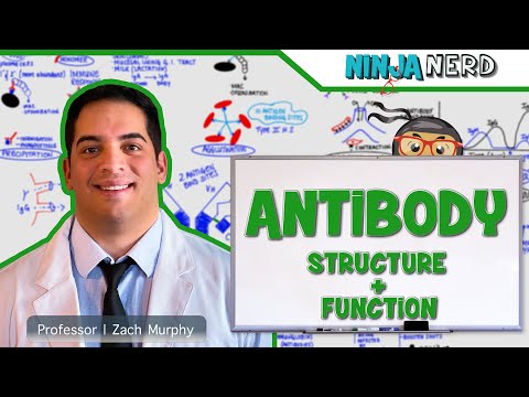 Immunology | Antibody Structure & Function