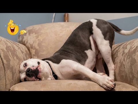 HILARIOUS DOGS Being Weird 🤪 NEW Funniest Dogs Video 2026