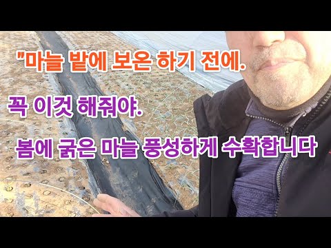 "Before you insulate your garlic field with plastic or cloth, you must do this. This way, you can...