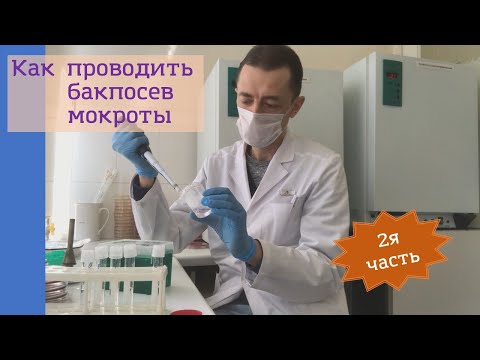 Как проводить бактериологическое исследование мокроты (бакпосев) (2я часть)