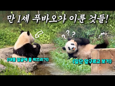 만 1세 푸바오가 이룬 것들!✨ㅣ할부지말 못들은척 하기, 일단 앞구르기, 하루종일 원하는거 다 얻기 