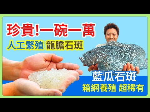 珍貴！一碗一萬人工繁殖龍膽石斑 箱網養殖超稀有藍瓜石斑│《經典好節目》大特寫_精選版(回顧系列)