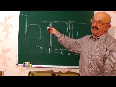 Виноградная беседка:  это нужно знать !!