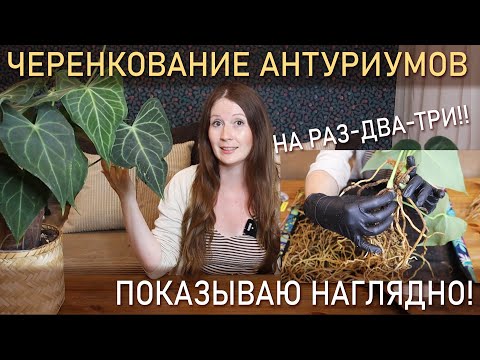 ЧЕРЕНКОВАНИЕ антуриумов НА РАЗ-ДВА-ТРИ! Показываю наглядно